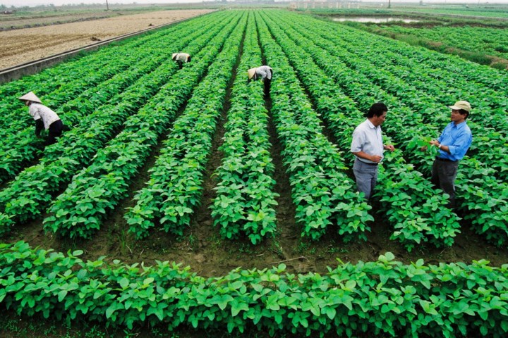 5 Loại cây trồng khởi nghiệp làm giàu tại nông thôn - BYTUONG